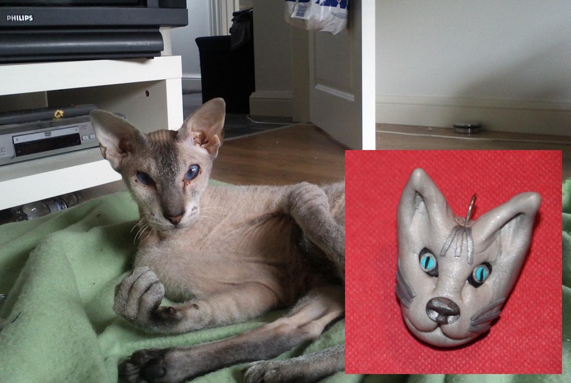 Peterbald Leander (Jay) - Leander og vedhænget der forestiller ham :) Så fint med hovedform og øjnene og det hele :) Lavet af Annika R herinde fra :)  billede 2