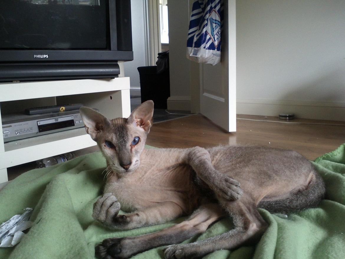 Peterbald Leander (Jay) billede 10