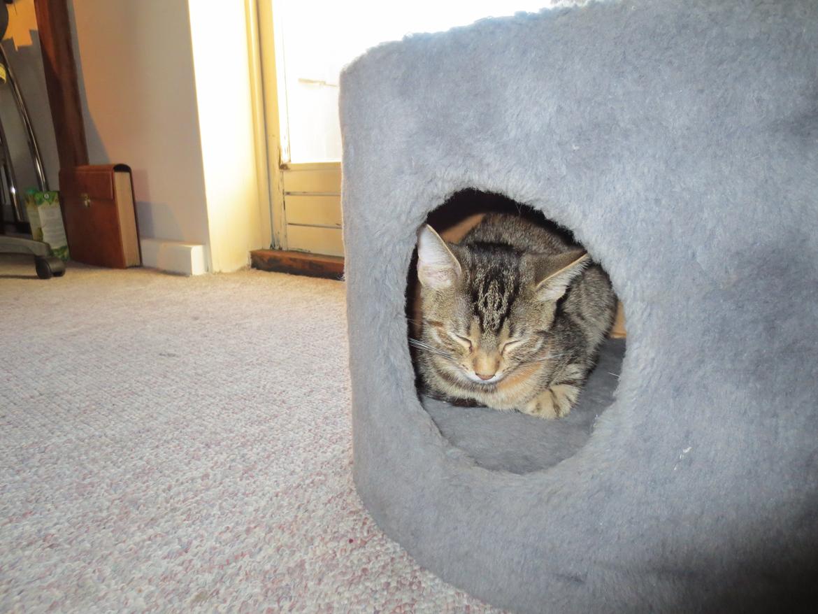 Blanding af racer T&#248;sen billede 3