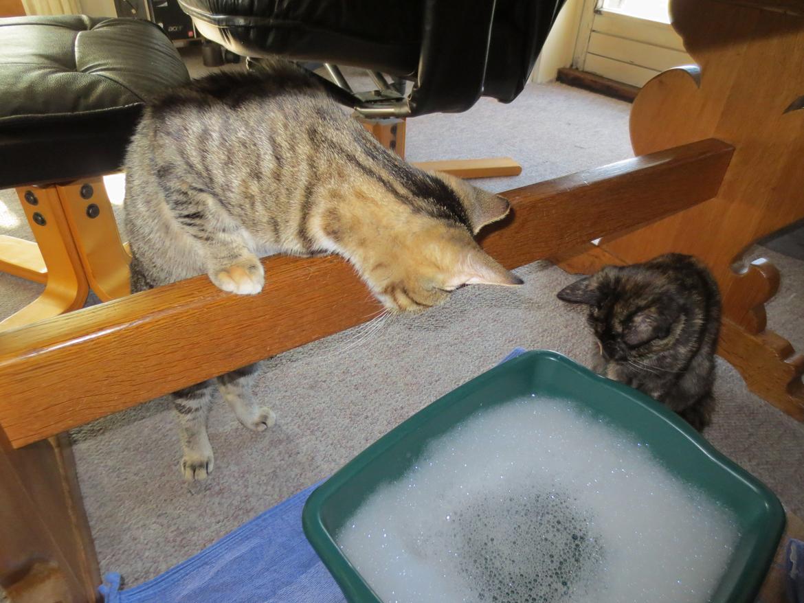 Blanding af racer T&#248;sen billede 4