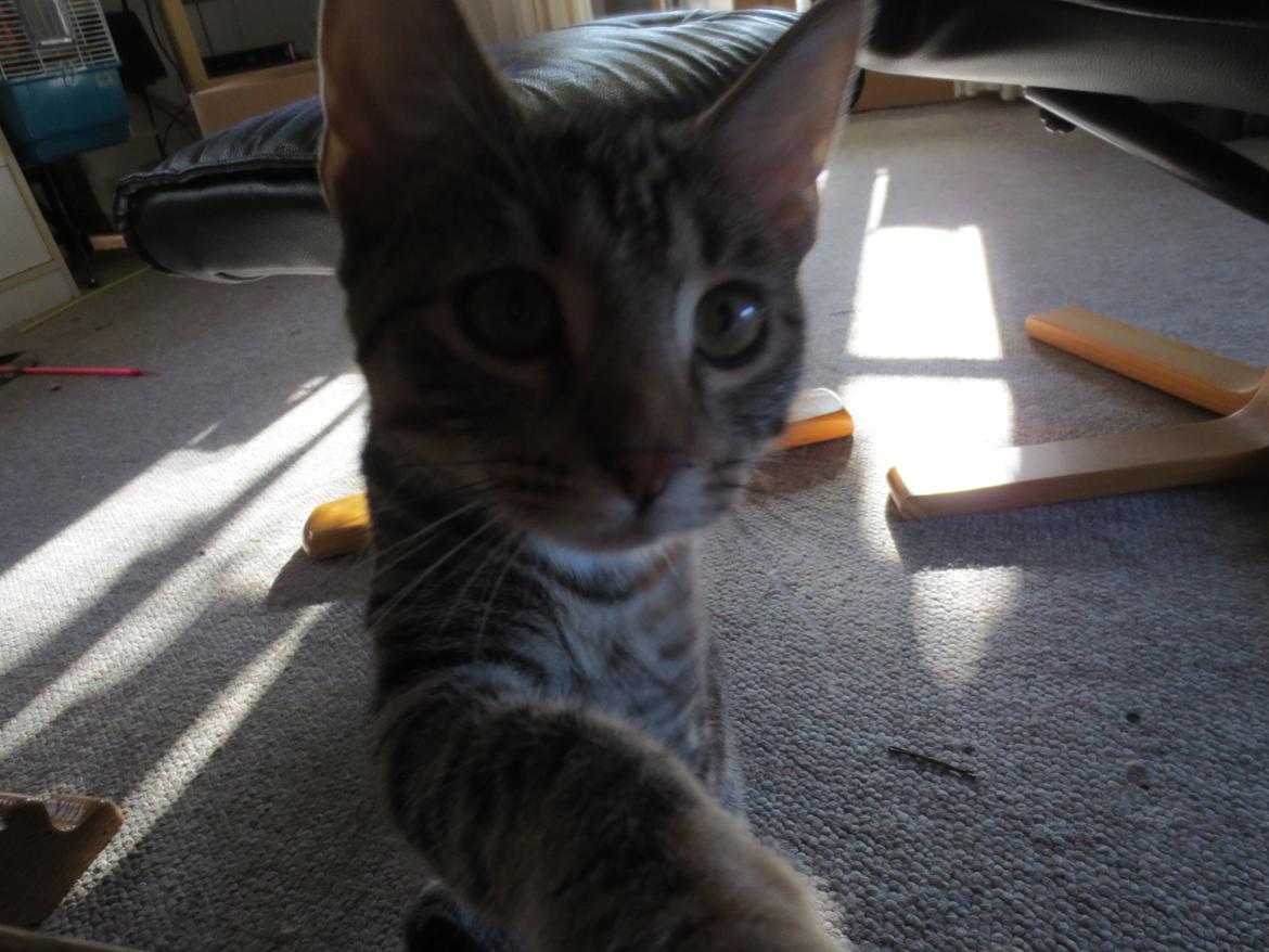 Blanding af racer T&#248;sen billede 5