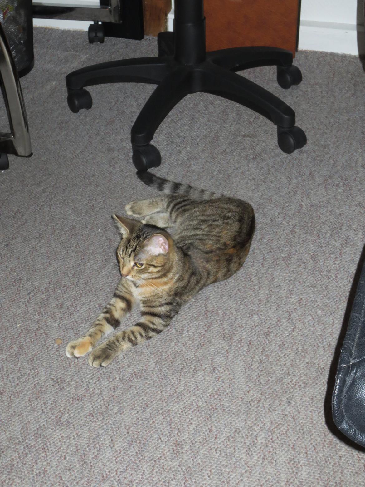 Blanding af racer T&#248;sen billede 6