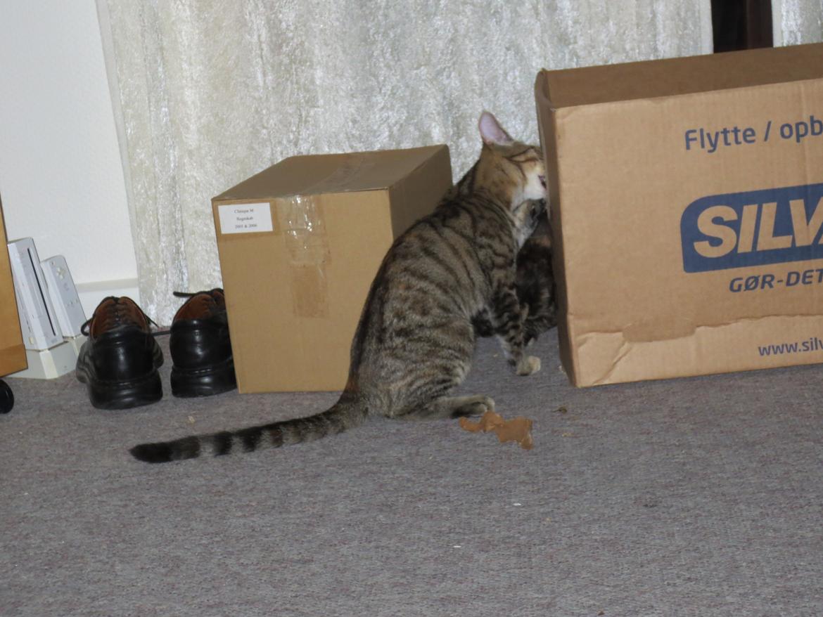 Blanding af racer T&#248;sen billede 7