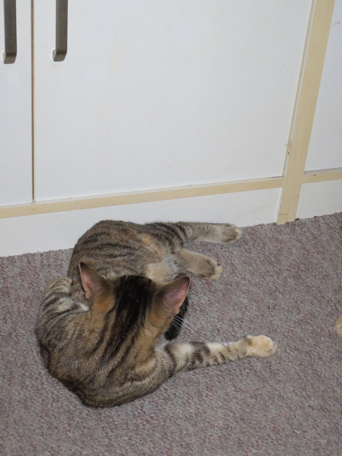 Blanding af racer T&#248;sen billede 8