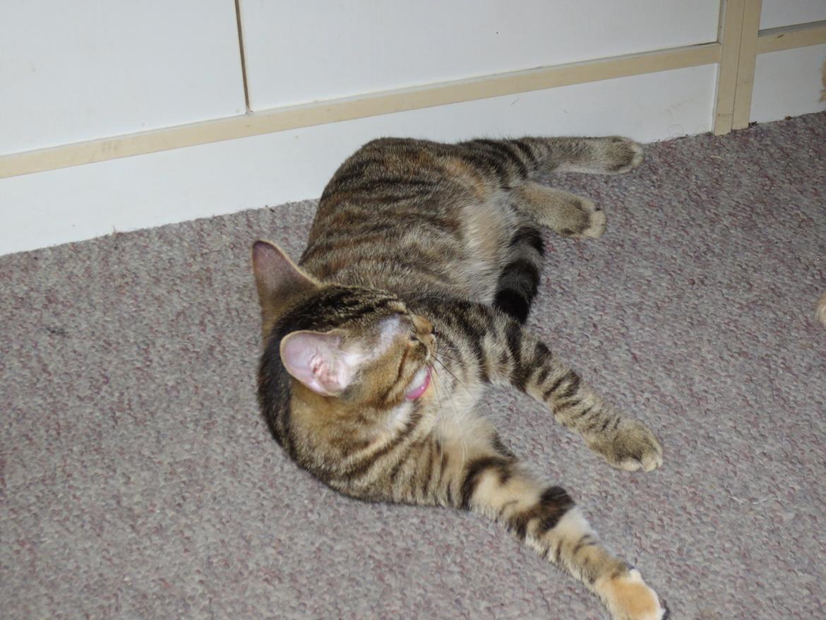 Blanding af racer T&#248;sen billede 9