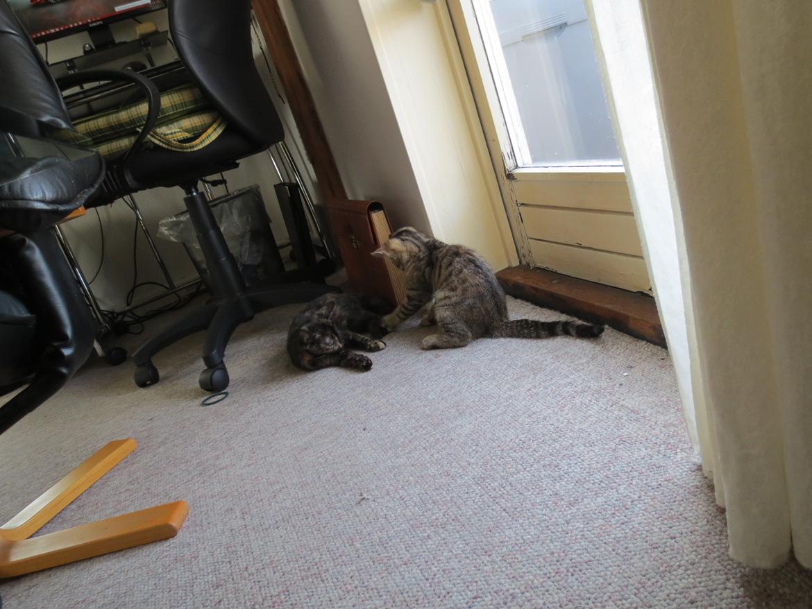 Blanding af racer T&#248;sen billede 10