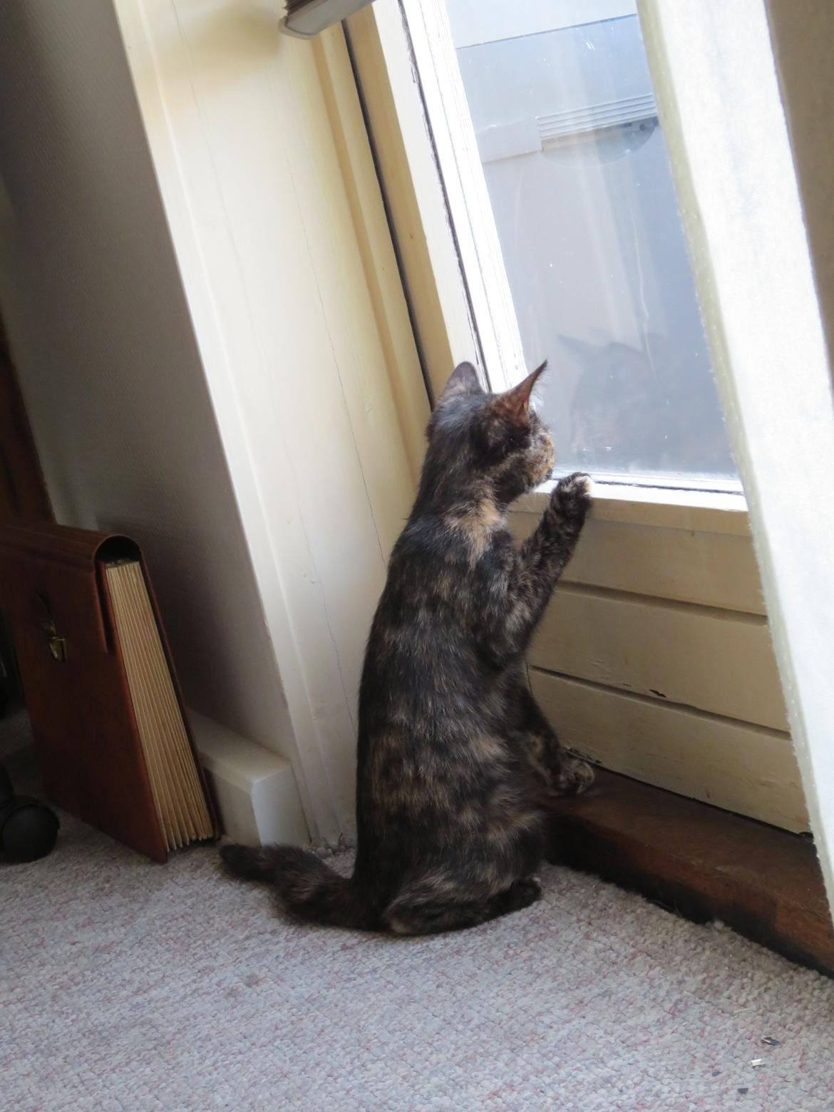 Blanding af racer Lady billede 1