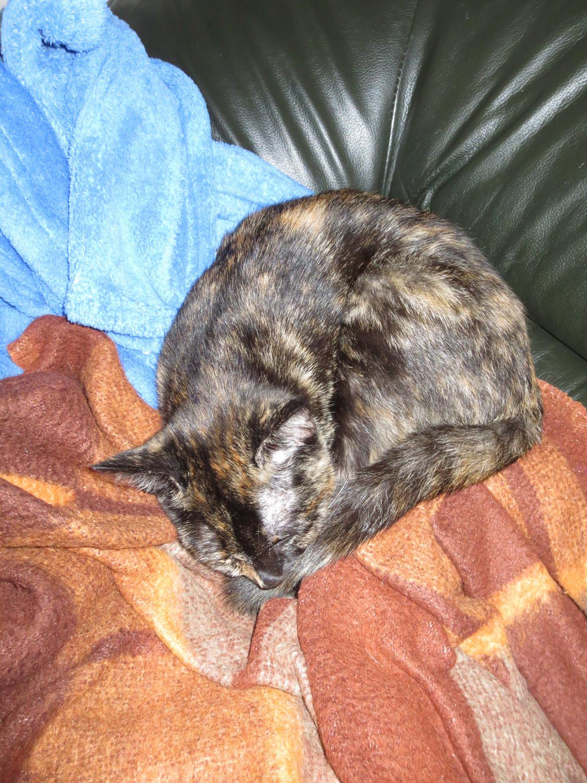 Blanding af racer Lady billede 3