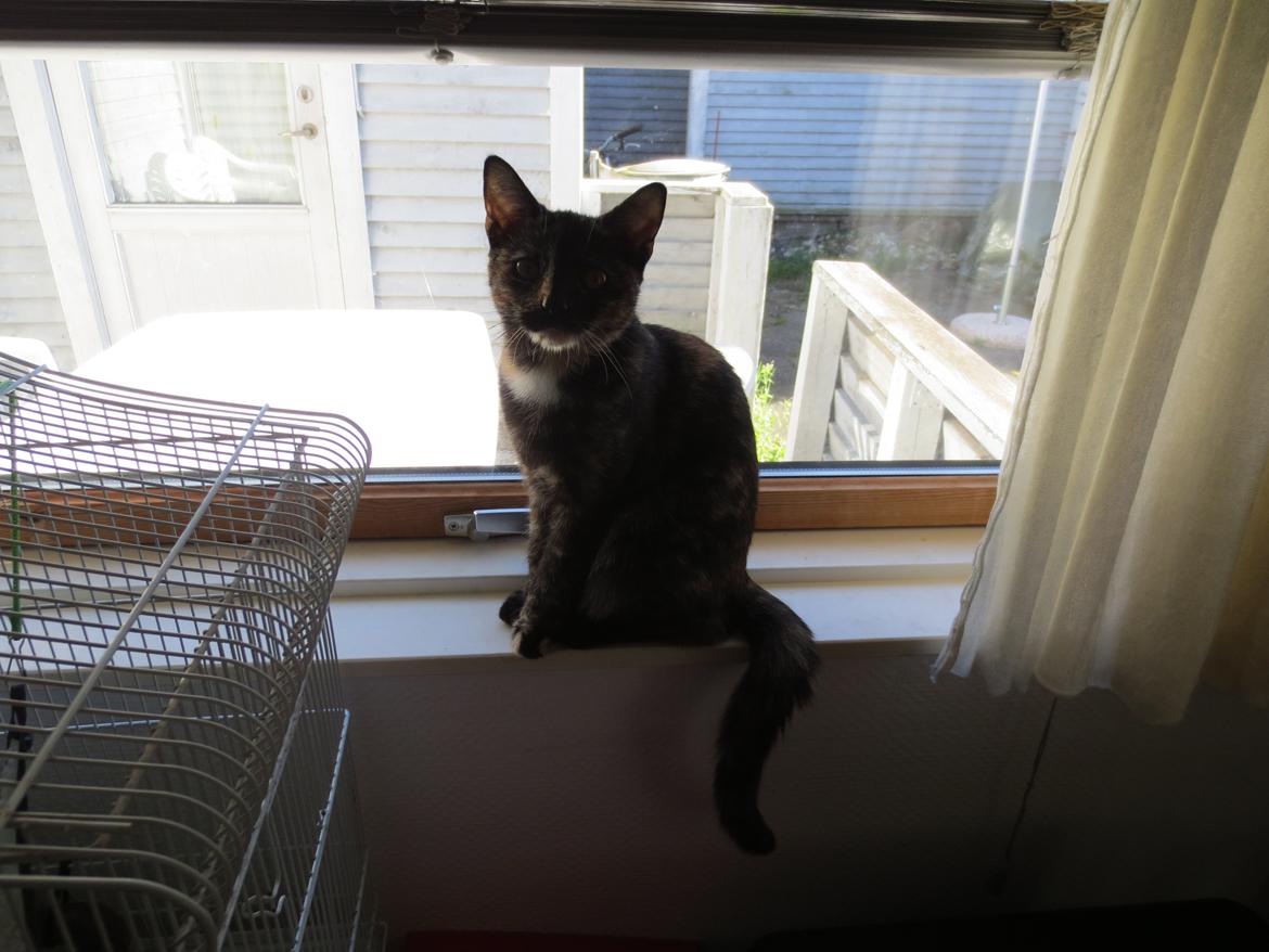 Blanding af racer Lady billede 4