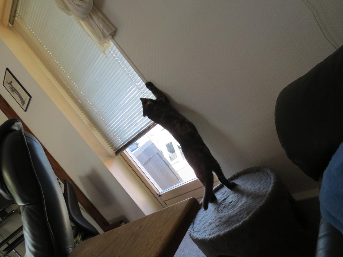 Blanding af racer Lady billede 5