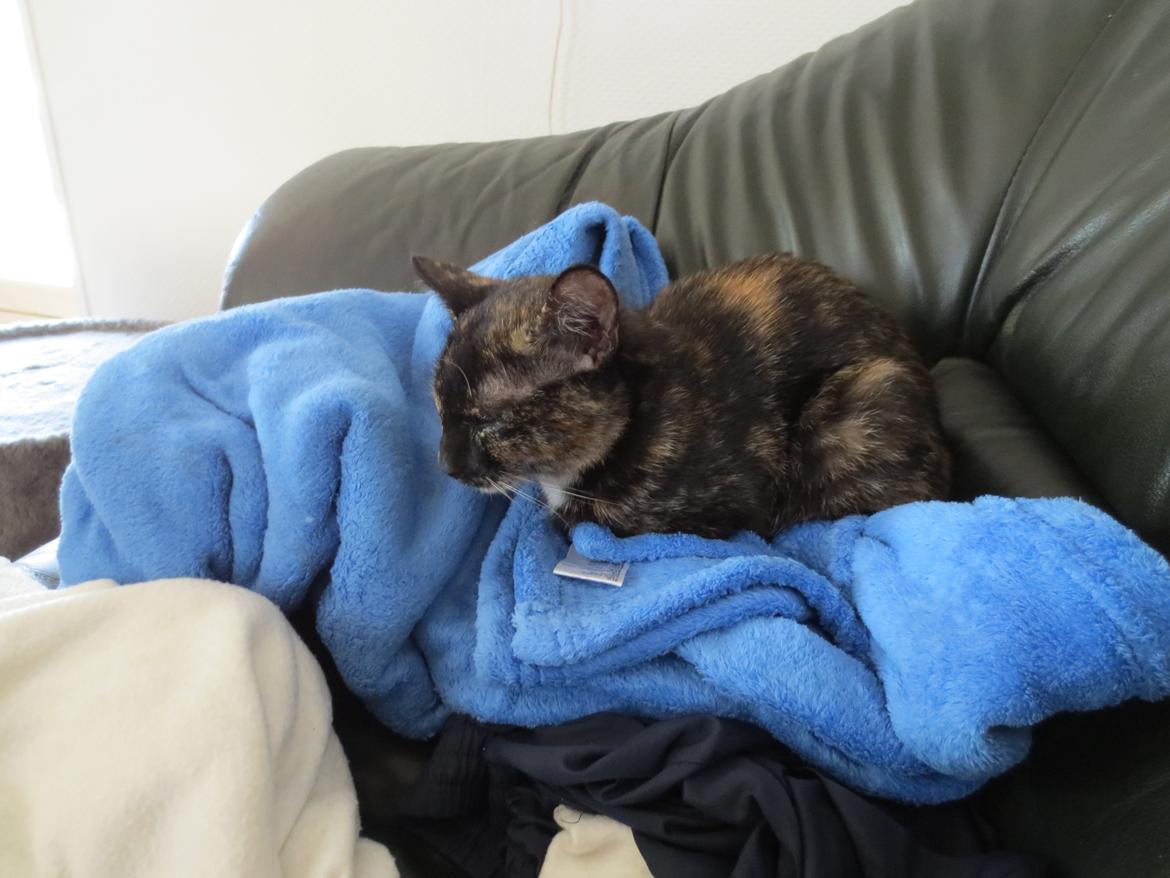 Blanding af racer Lady billede 6