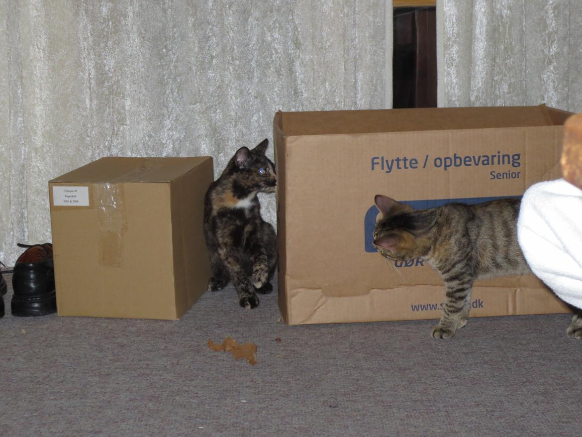 Blanding af racer Lady billede 7