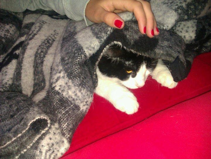 Blanding af racer Magnus (Shitface) billede 11