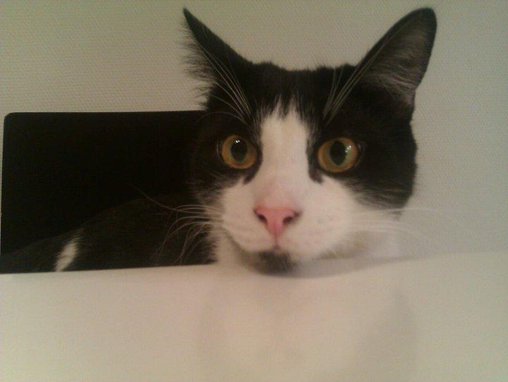 Blanding af racer Magnus (Shitface) billede 12