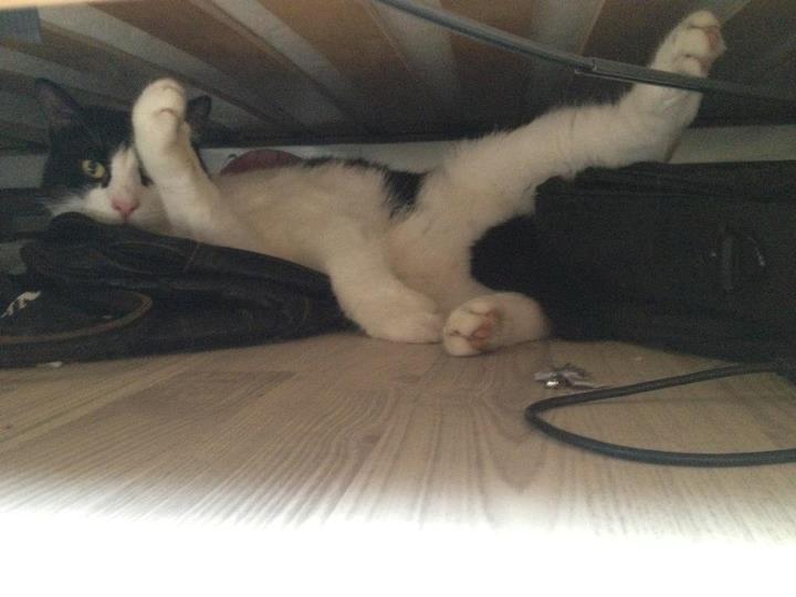 Blanding af racer Magnus (Shitface) billede 13