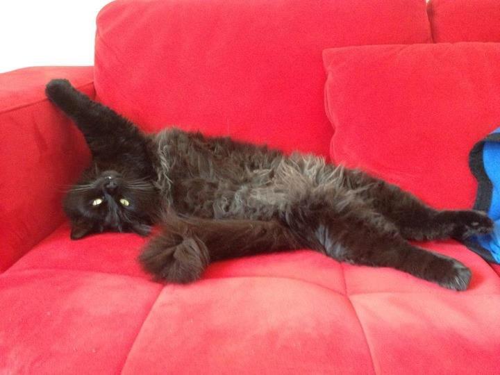 Blanding af racer Gustav (Fuckface) billede 7