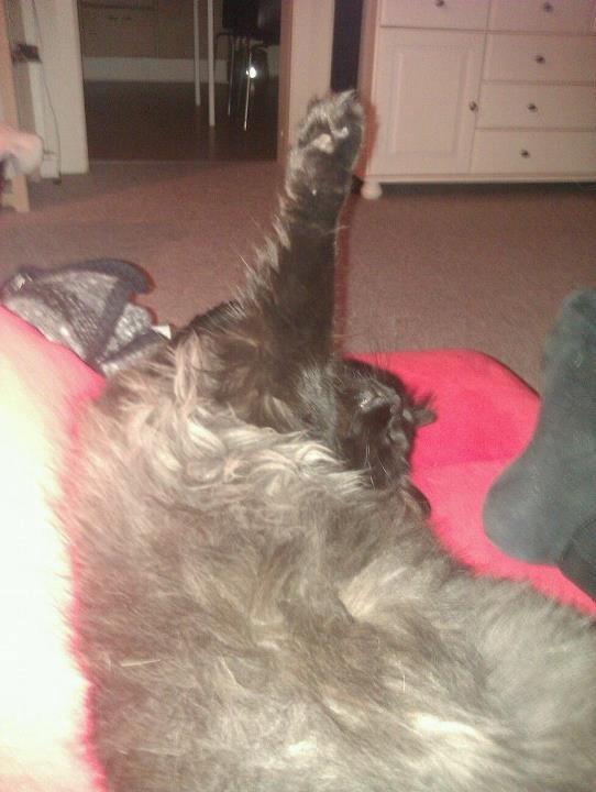 Blanding af racer Gustav (Fuckface) billede 8