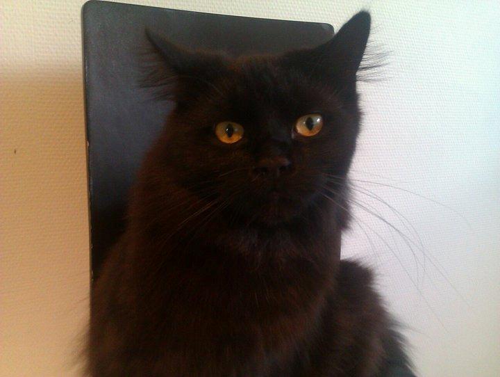 Blanding af racer Gustav (Fuckface) billede 11