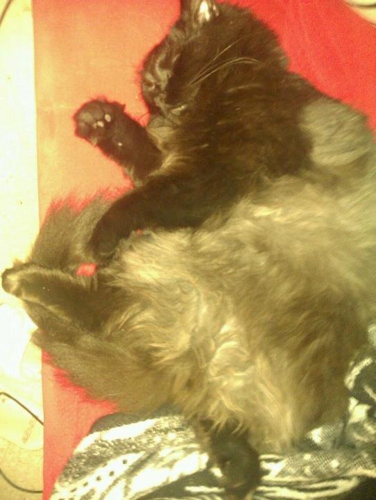 Blanding af racer Gustav (Fuckface) billede 12