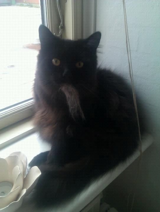 Blanding af racer Gustav (Fuckface) billede 1