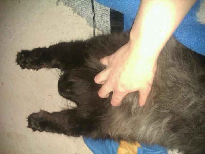 Blanding af racer Gustav (Fuckface) billede 13