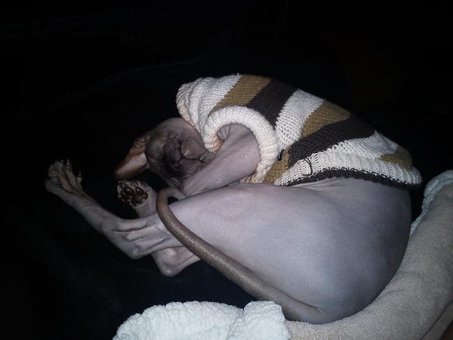 Sphynx Lukaz - Puttetid  billede 17