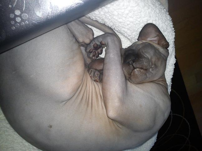 Sphynx Lukaz - Ynglings beskæftigelse! Sove sove sove. (på skødet af Carina mens der er aftensmad) billede 19