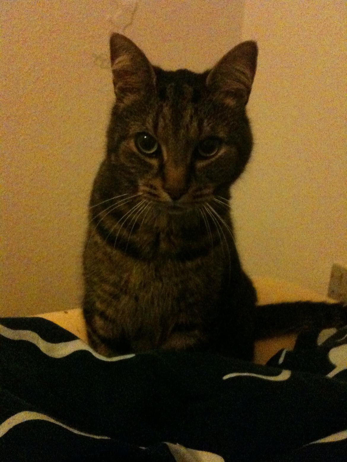 Blanding af racer Taz / minnimy. billede 2