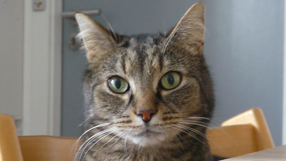 Blanding af racer Taz / minnimy. billede 3