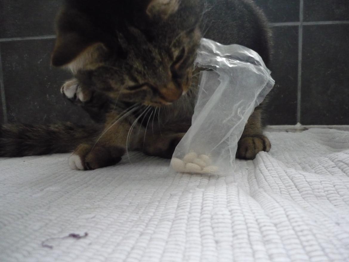 Blanding af racer Taz / minnimy. billede 4