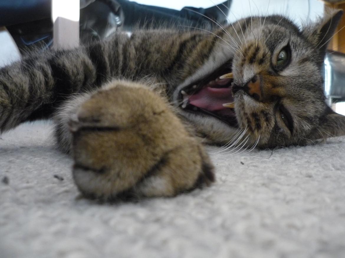 Blanding af racer Taz / minnimy. billede 5