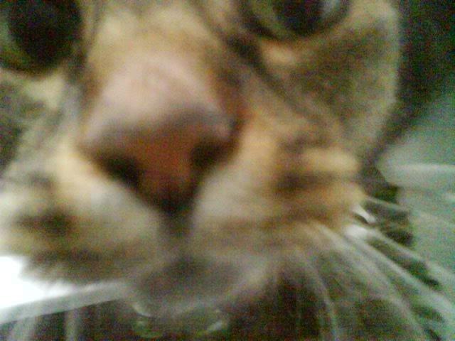 Blanding af racer Taz / minnimy. billede 6