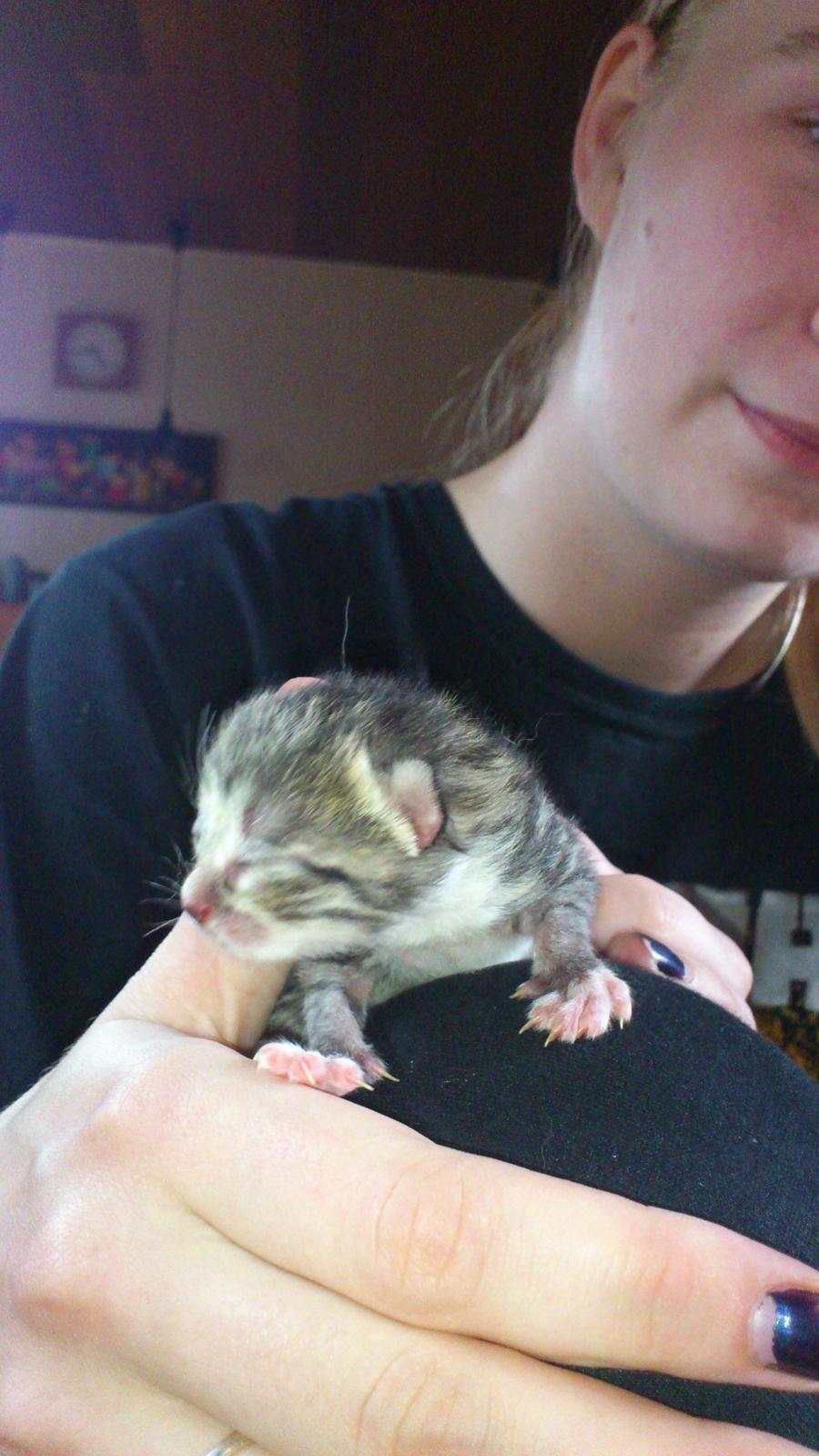 Huskat Peanut billede 1