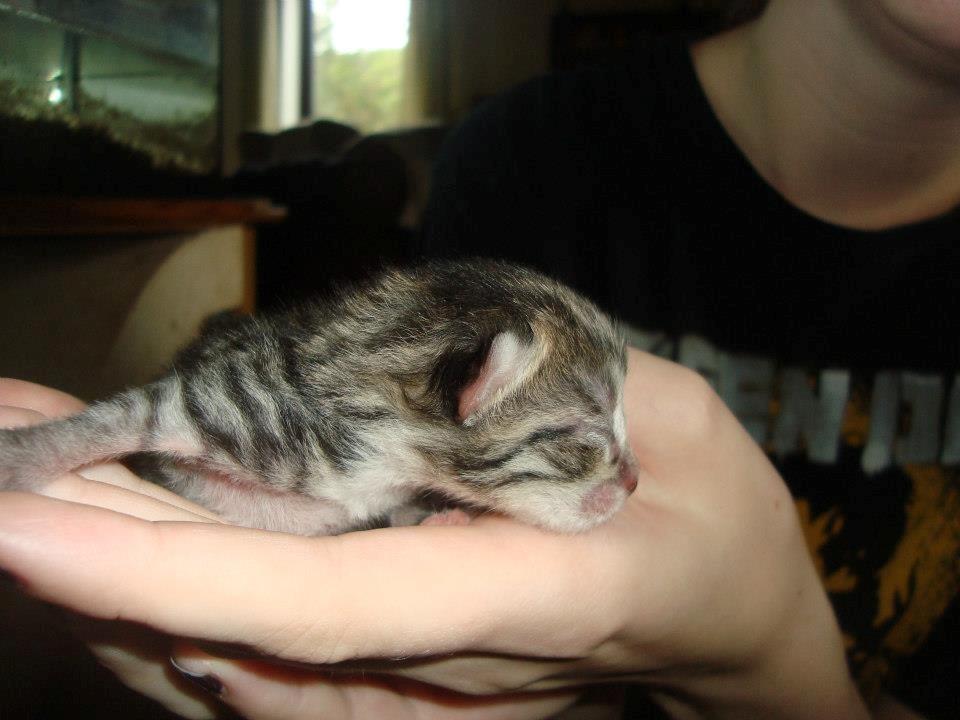 Huskat Peanut billede 2