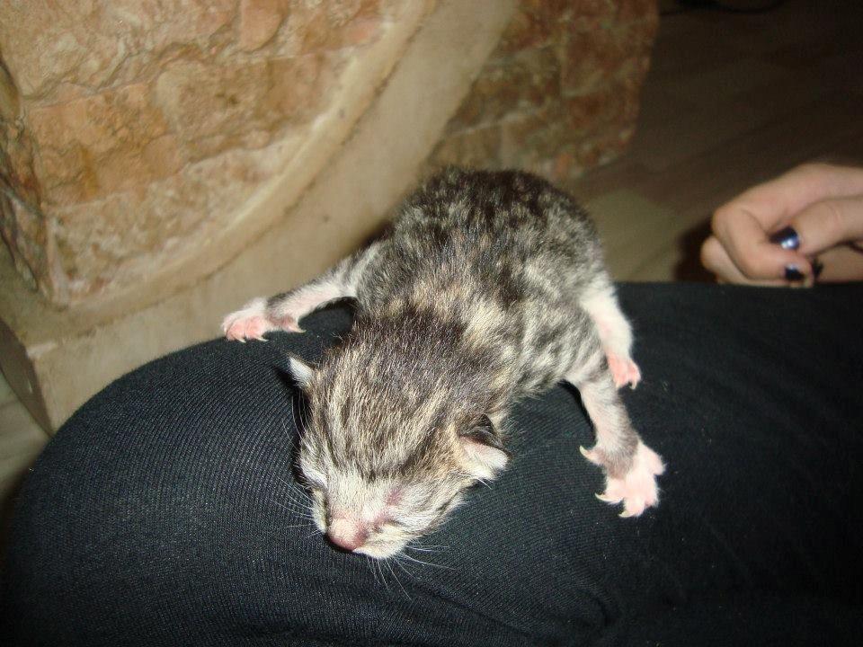 Huskat Peanut billede 3