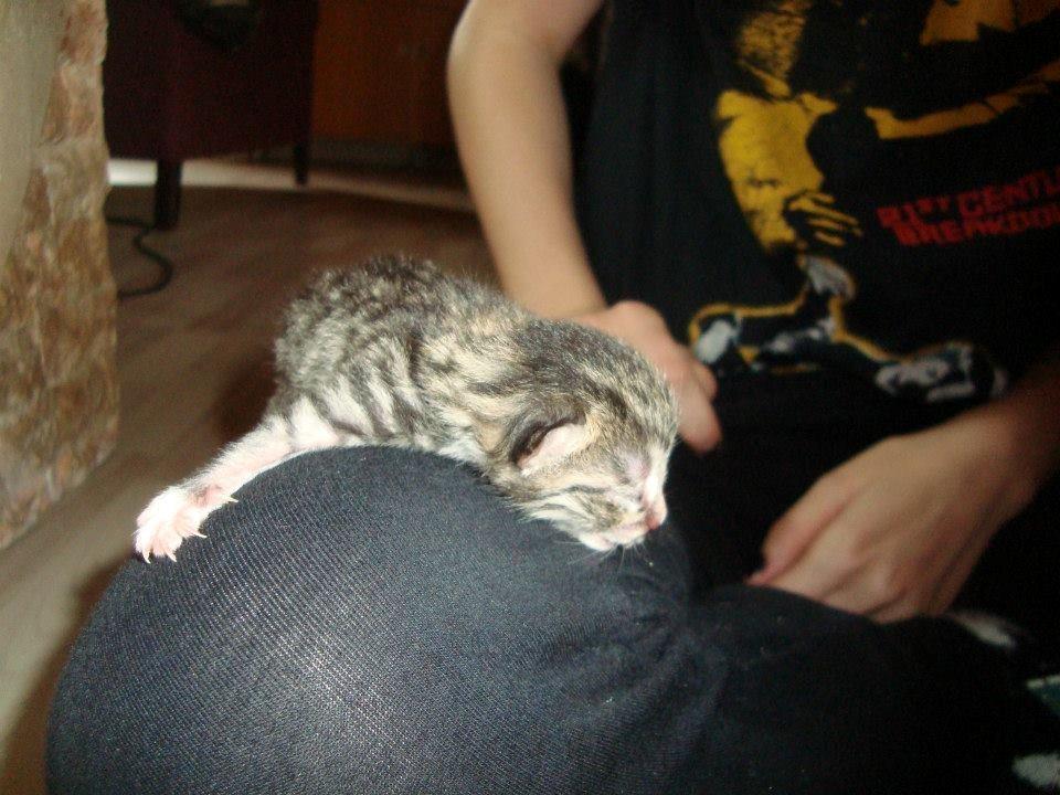 Huskat Peanut billede 4