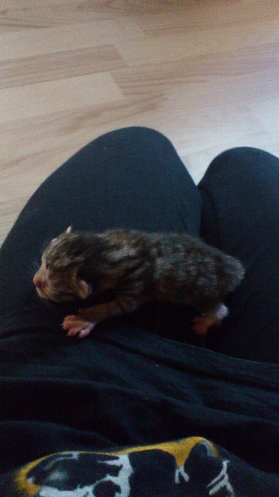 Huskat Peanut billede 5