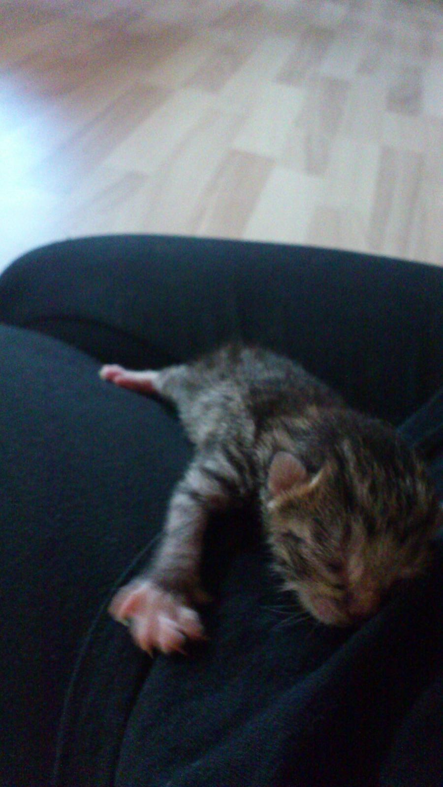 Huskat Peanut billede 6