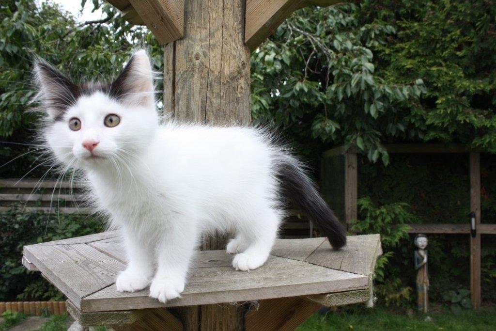 Norsk Skovkat DK Lindvig's Fellini billede 14