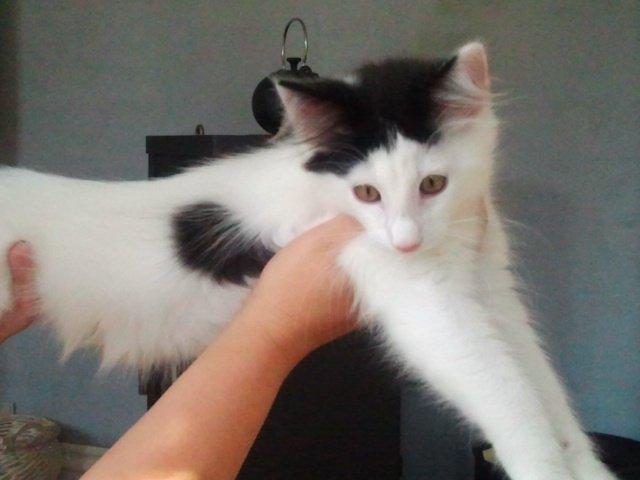 Norsk Skovkat DK Lindvig's Fellini billede 15