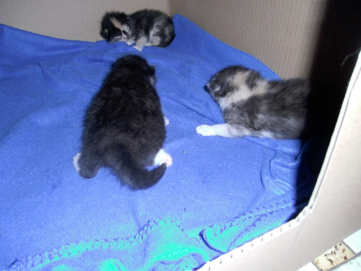 Huskat Shadow - skal lige hen til Rosie som ligger helt nede i den anden ende :)  billede 5