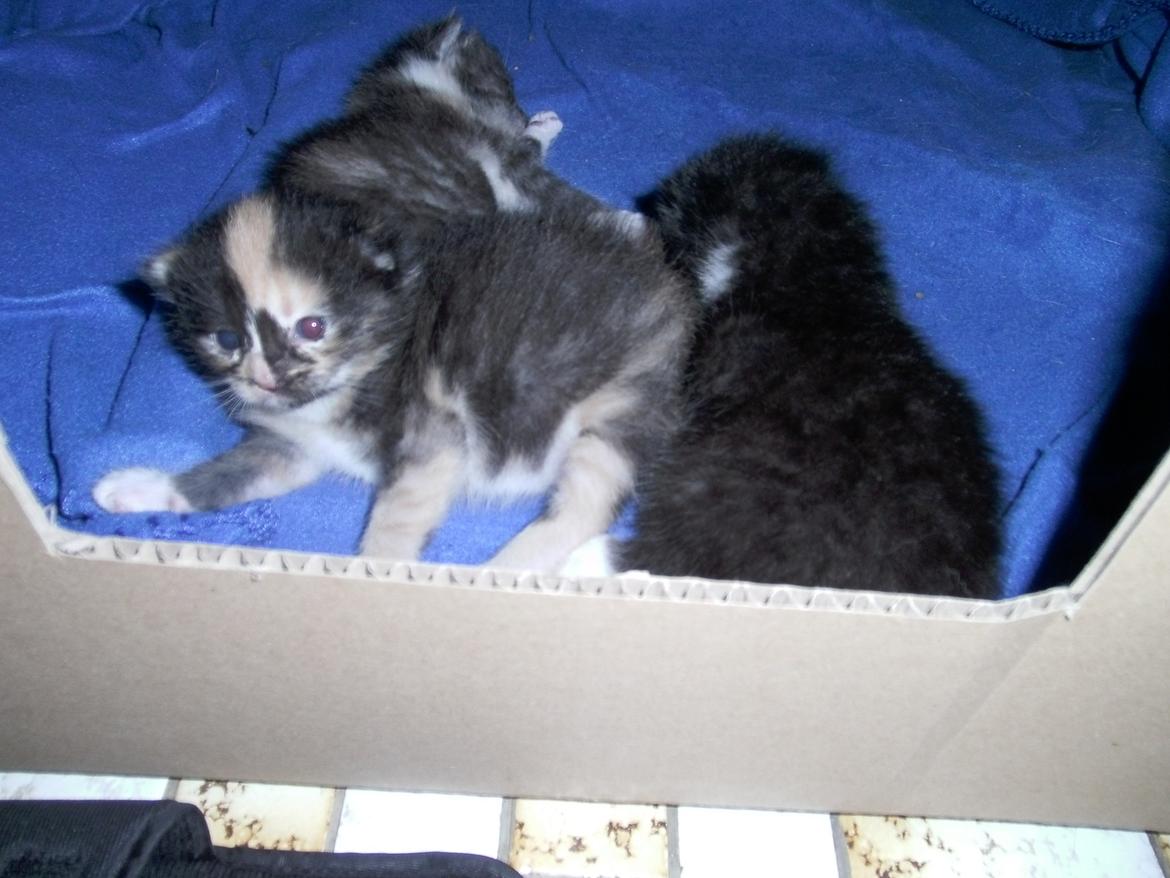 Huskat Rosie - ligger lige og kigger :)  billede 4