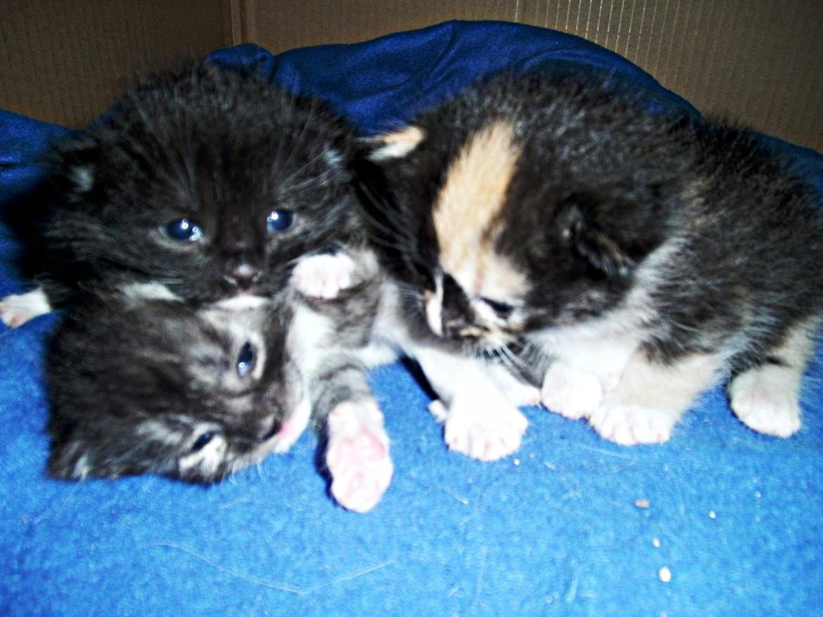 Huskat Rosie - her er jeg sammen med mine 2 søskende :)  Shadow og Malou :)  billede 5