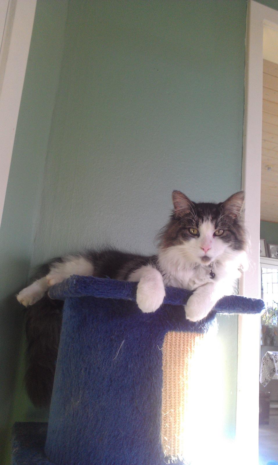 Maine Coon Aslan billede 12