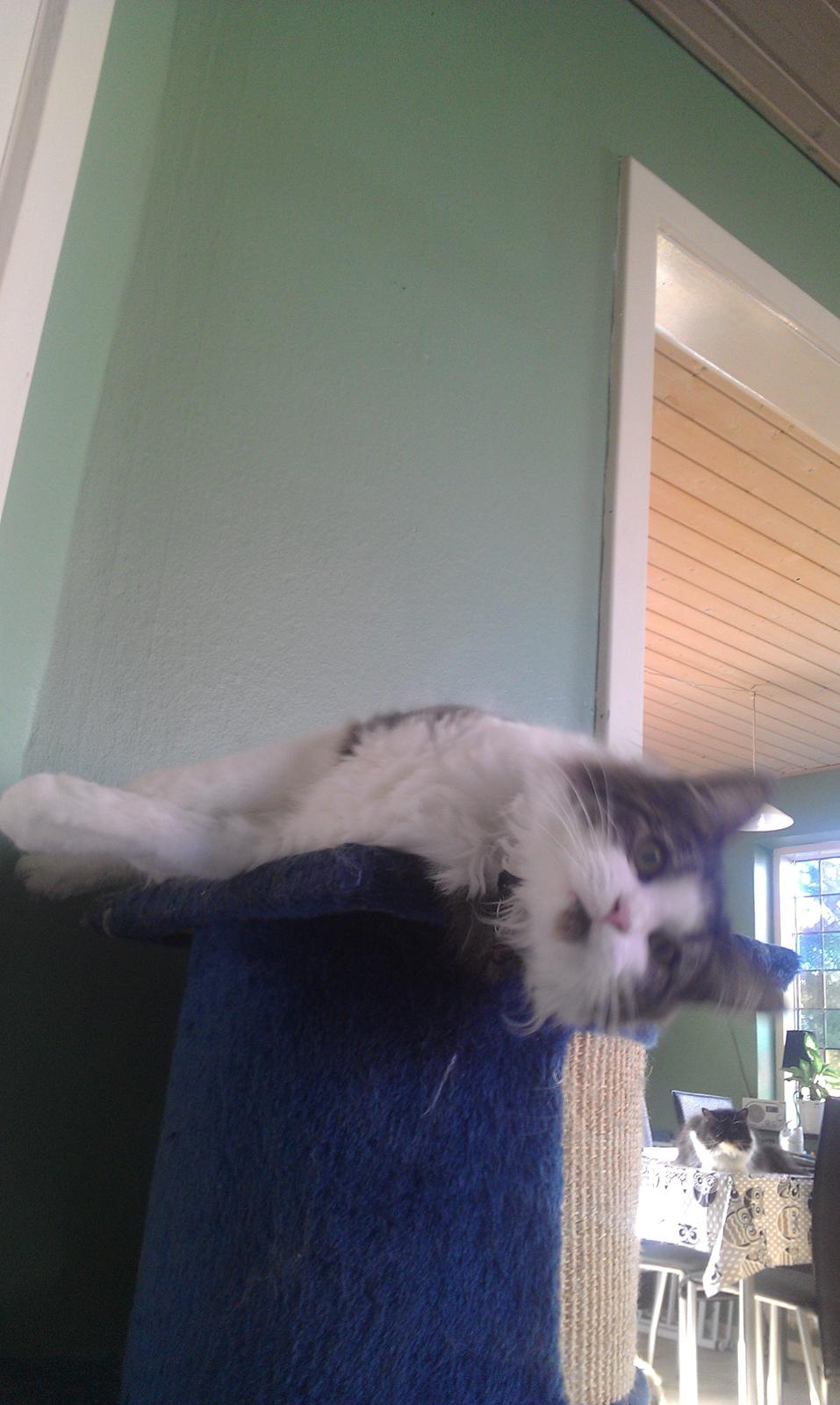 Maine Coon Aslan billede 14