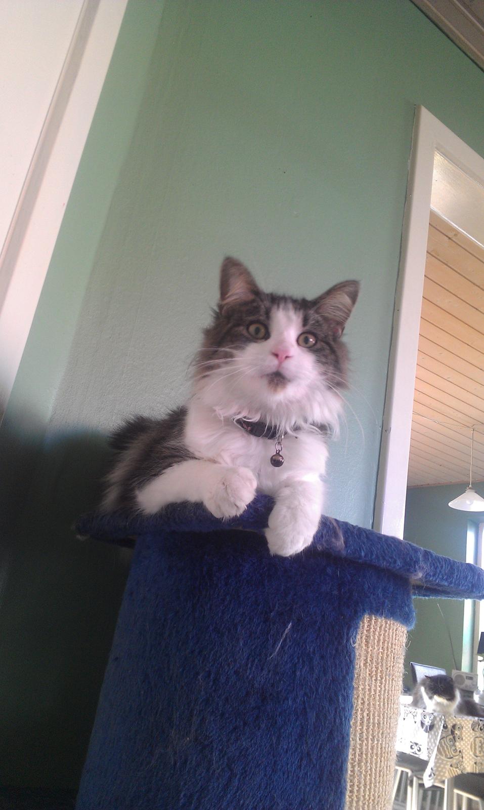 Maine Coon Aslan billede 15