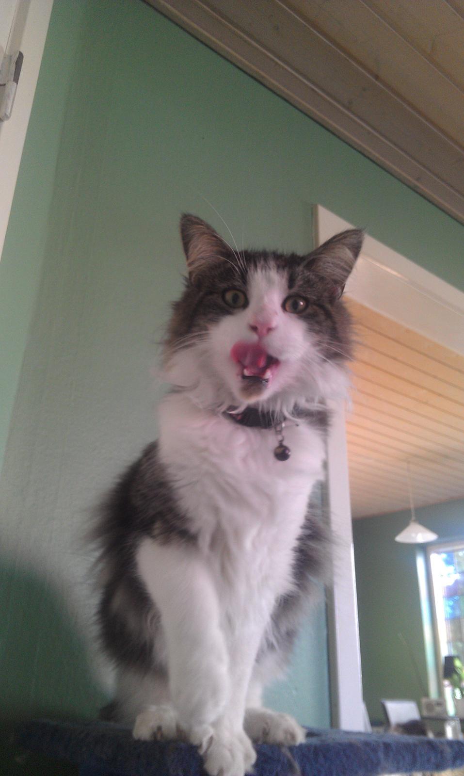 Maine Coon Aslan billede 16