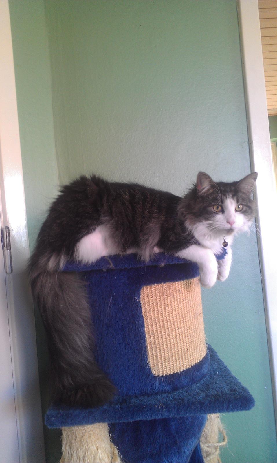 Maine Coon Aslan billede 17