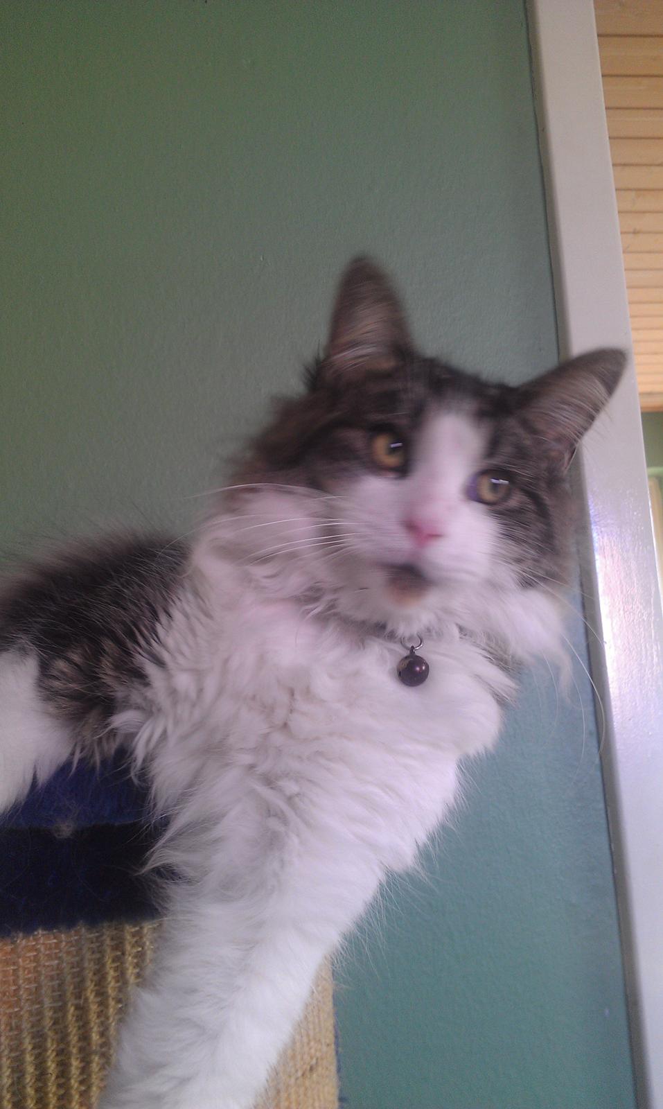 Maine Coon Aslan billede 18