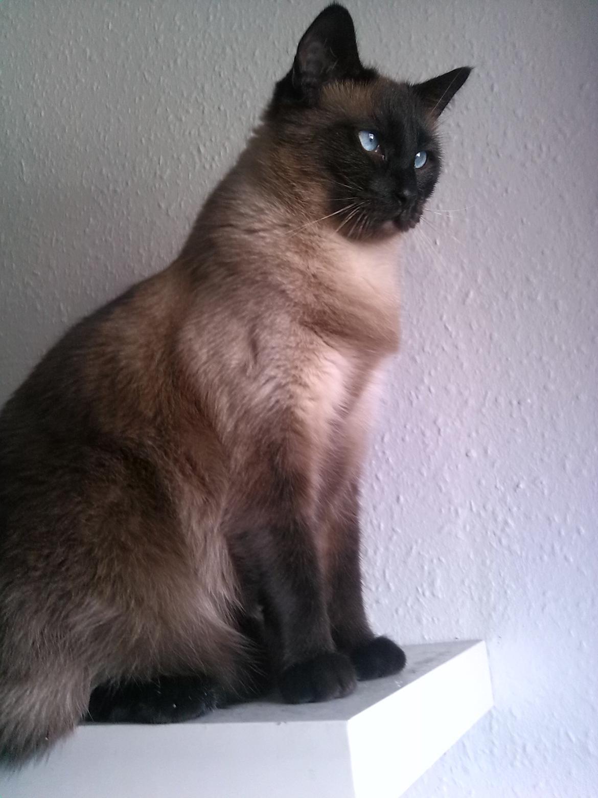 Ragdoll Fenris - Fenris nyder udsigten ud over storbyen 22-09-2012 billede 1